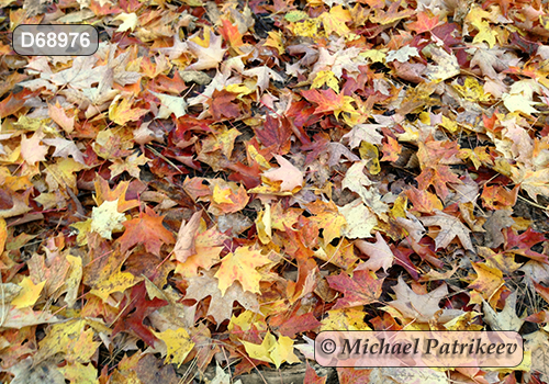 Sugar Maple (Acer saccharum)